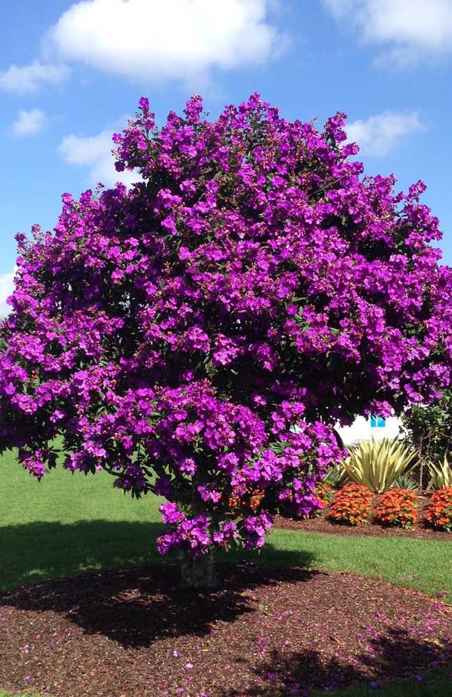 Le ton jaune du mur a permis de contraster et de mettre en valeur les petites fleurs violettes.