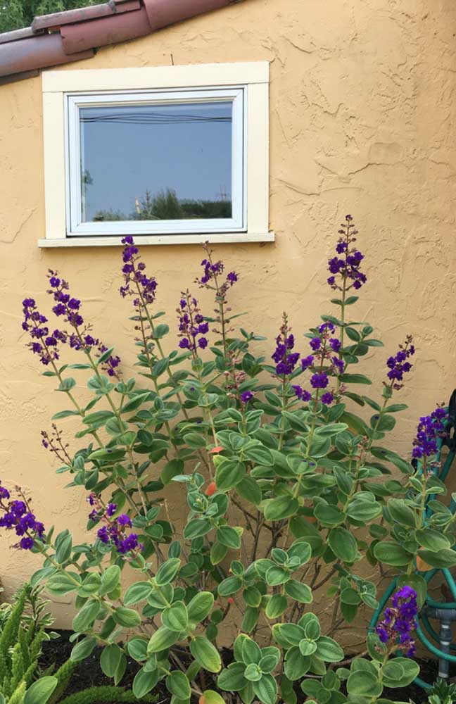 Le ton jaune du mur a permis de contraster et de mettre en valeur les petites fleurs violettes.