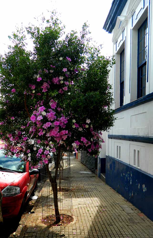 La vieille maison a gagné encore plus de beauté avec Manacá da Serra sur le trottoir