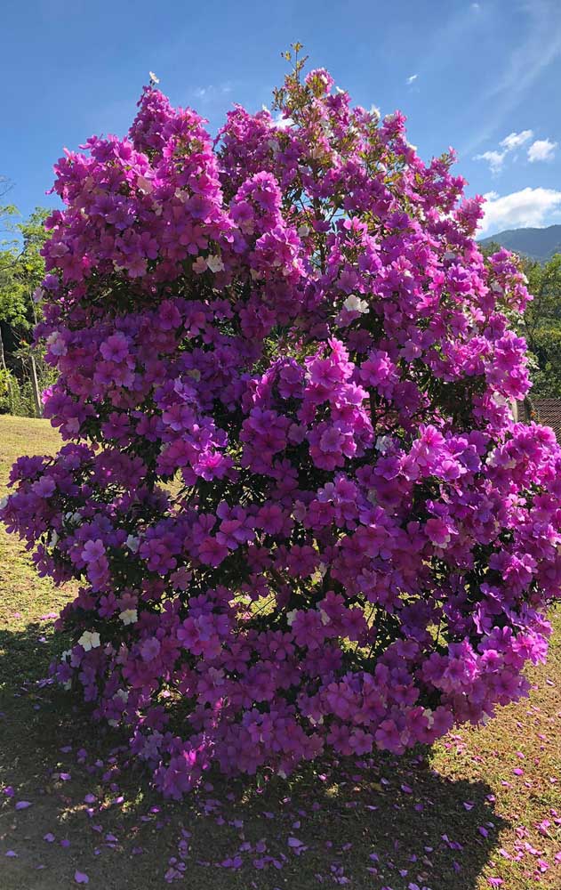 Cela ressemble à une boule de fleurs, mais c'est juste Manacá da Serra qui montre sa floraison intense