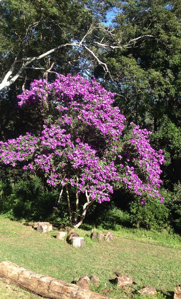 Un jardin lumineux et ensoleillé pour que Manacá da Serra grandisse et s'épanouisse