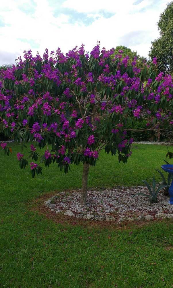 Au jardin, Manacá da Serra a besoin de fertilisation tous les trois mois