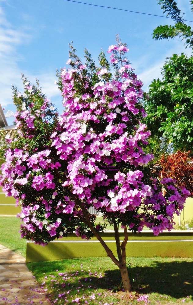 Ce n'est pas seulement lorsqu'ils sont sur l'arbre que les fleurs de Manacá da Serra donnent un spectacle; en tombant au sol, ils forment un beau tapis fleuri