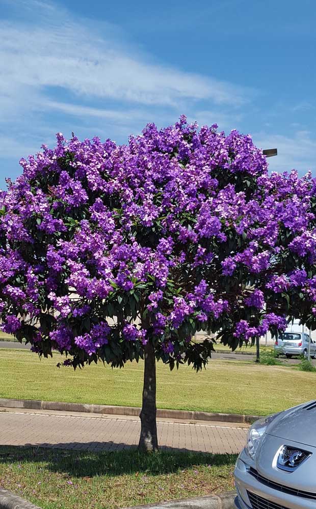 Répandez cette beauté dans les rues! Que diriez-vous de planter Manacás da Serra pour votre ville?