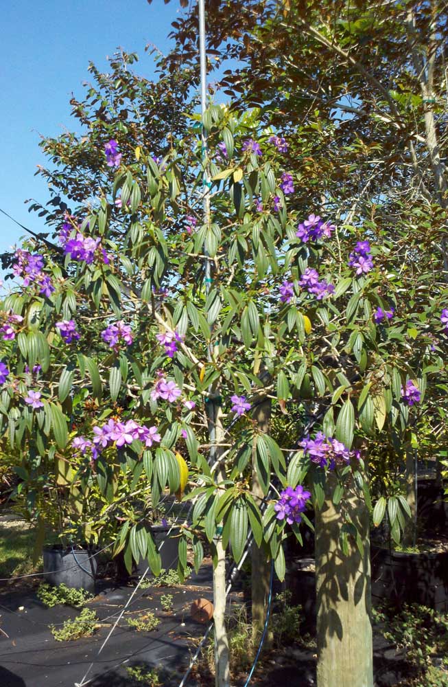 Vous pouvez planter Manacá da Serra sans crainte sur son trottoir, l'arbre n'atteindra pas le réseau électrique 