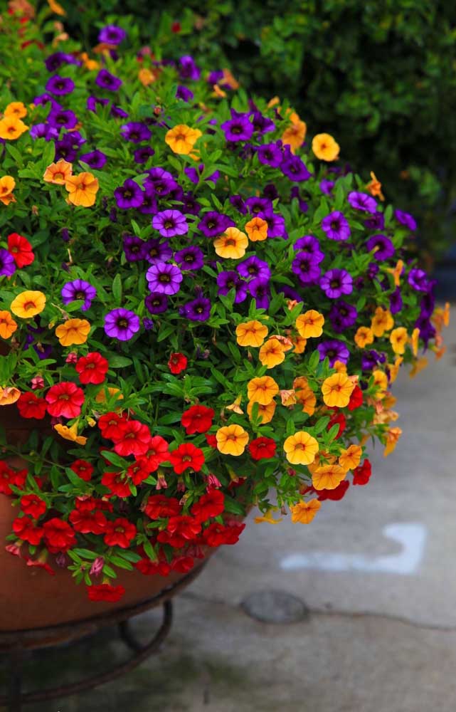 Ce grand vase de sol a reçu des semis de différentes couleurs du plus petit type de pétunia, le Milliflora