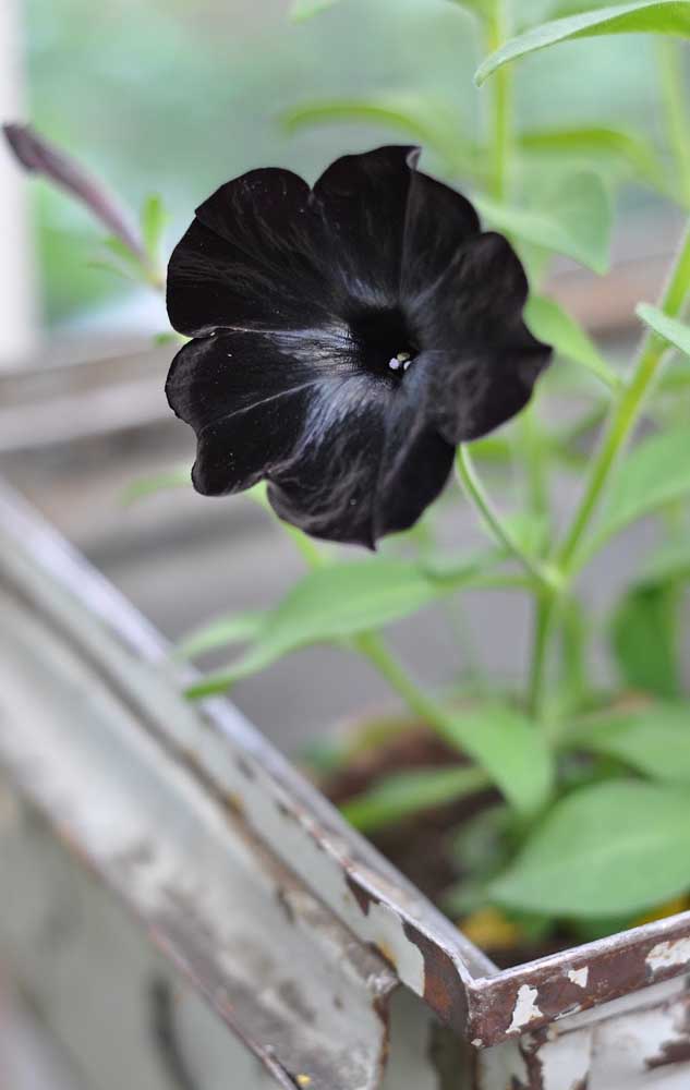 Le pétunia noir exotique!