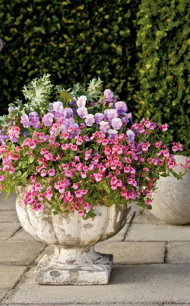 Deux types de pétunias plantés dans le même pot décorent cet espace extérieur.