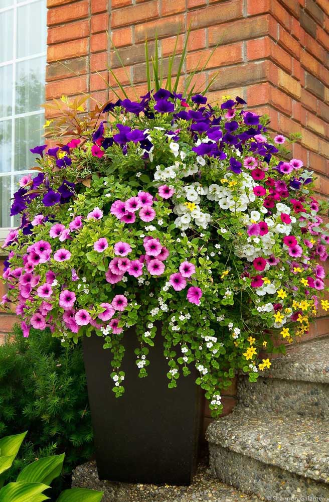 Le grand vase à l'entrée de la maison contient une variété de couleurs différentes de pétunias.