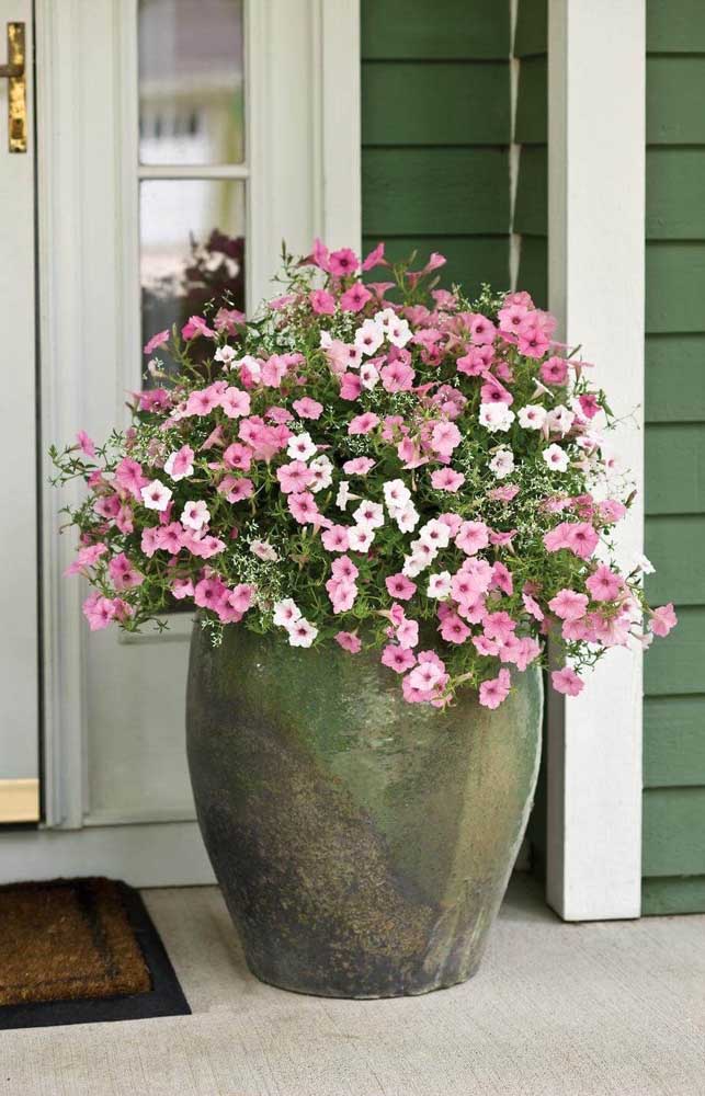 Le grand vase à l'entrée de la maison contient une variété de couleurs différentes de pétunias.