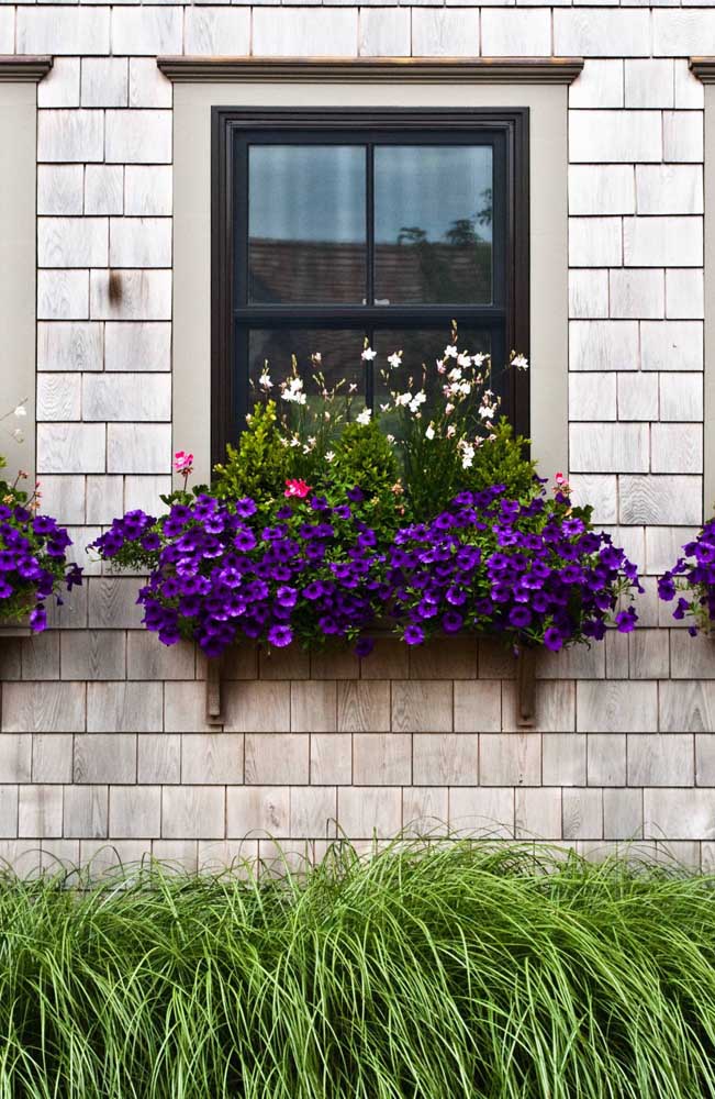 Et qu'en est-il de ce jardinier plein de pétunias violets? Incroyable!