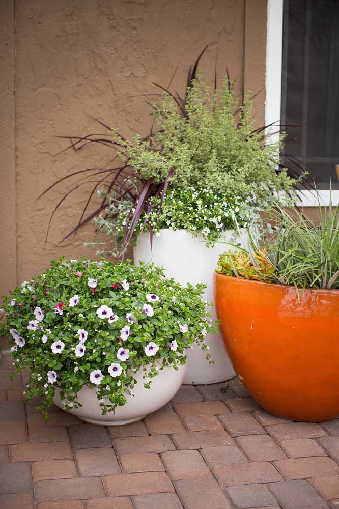 Façon classique de faire pousser des pétunias: dans un grand vase au sol