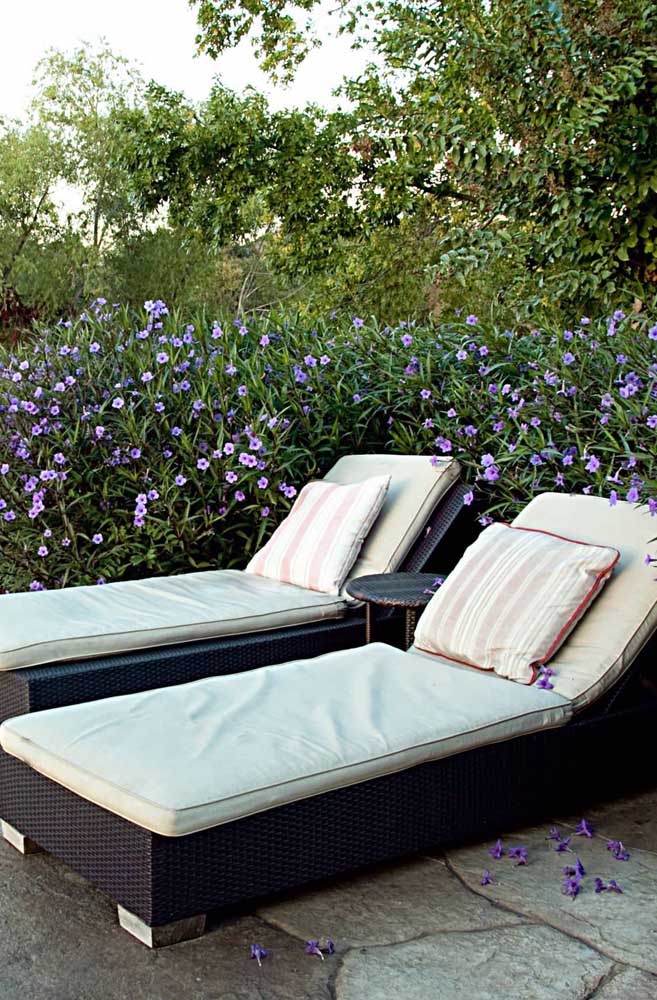 Ici, dans cet espace extérieur, les fleurs de pétunia étreignent les chaises longues offrant un cadre magnifique 