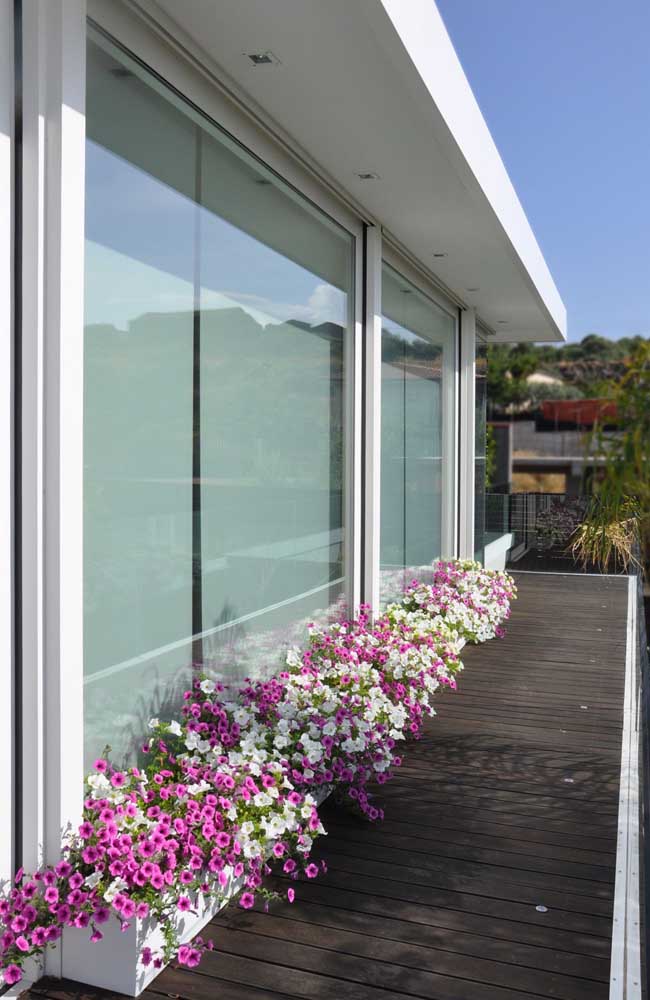 La maison moderne a pris un nouveau souffle avec le lit de pétunias roses et blancs