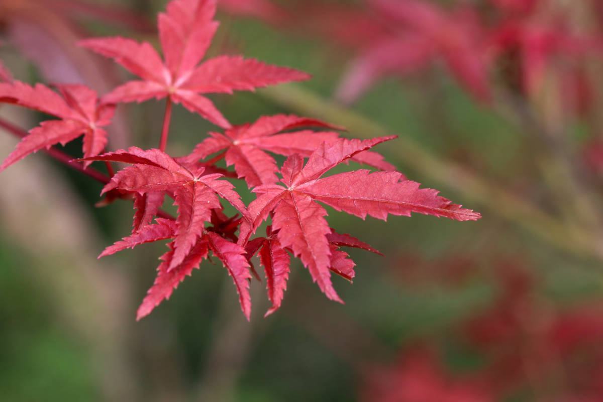 Érable japonais (Acer palmatum)