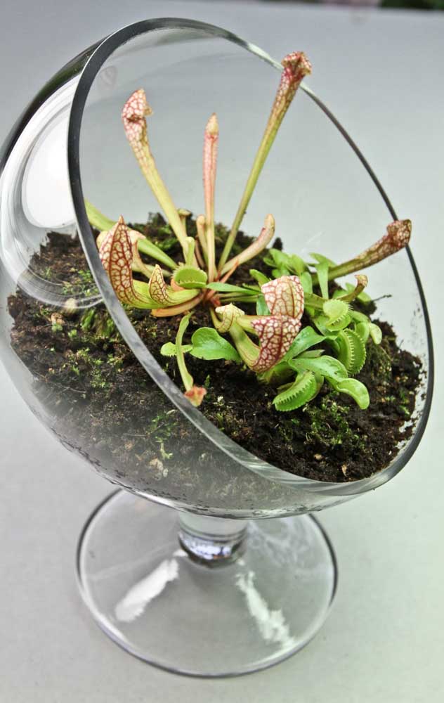 Mini terrarium pour deux espèces différentes de plantes carnivores 