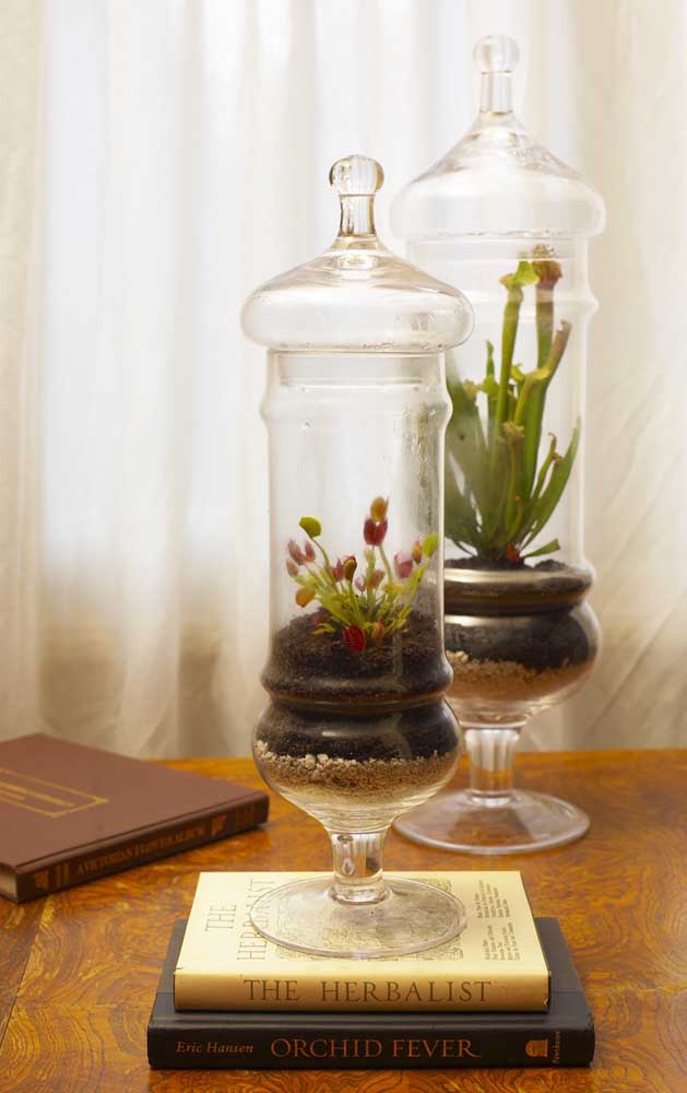 Terrarium fermé pour faire pousser des plantes carnivores, cependant, il est nécessaire de le garder ouvert avec une certaine fréquence pour que la plante se nourrisse