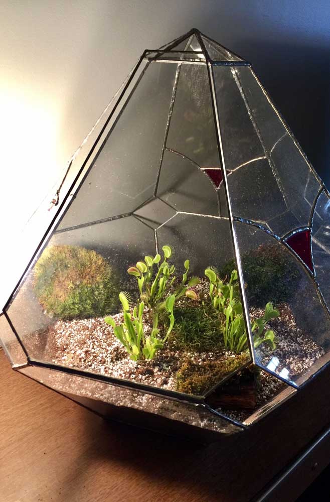 Terrarium Dioneias, une proposition de décoration différente et très belle