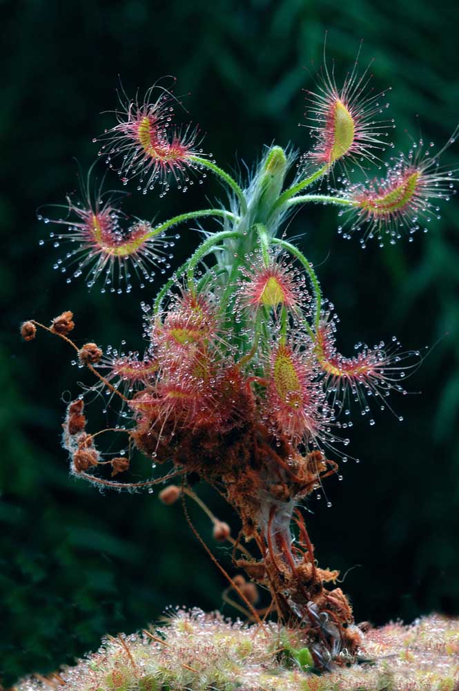 Vue agrandie et mise en évidence d'une Droseria, où il est possible de remarquer les gouttelettes collantes sur ses feuilles