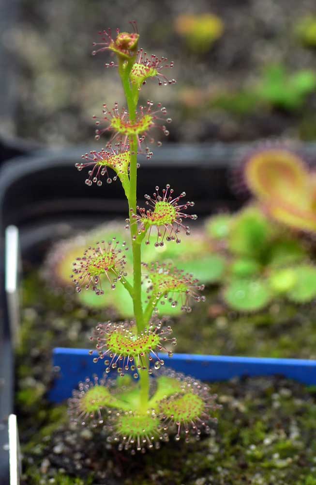 Les formes super différenciées des plantes carnivores sont sa plus grande attraction pour la décoration