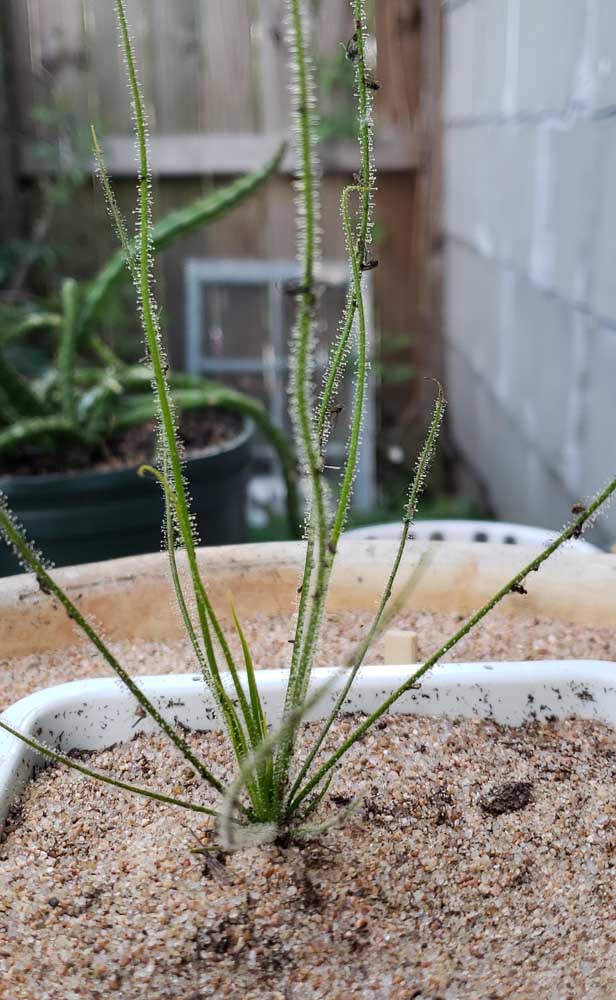 Différents types de Droseria, légèrement plus grands, cultivés dans un pot à l'extérieur de la maison