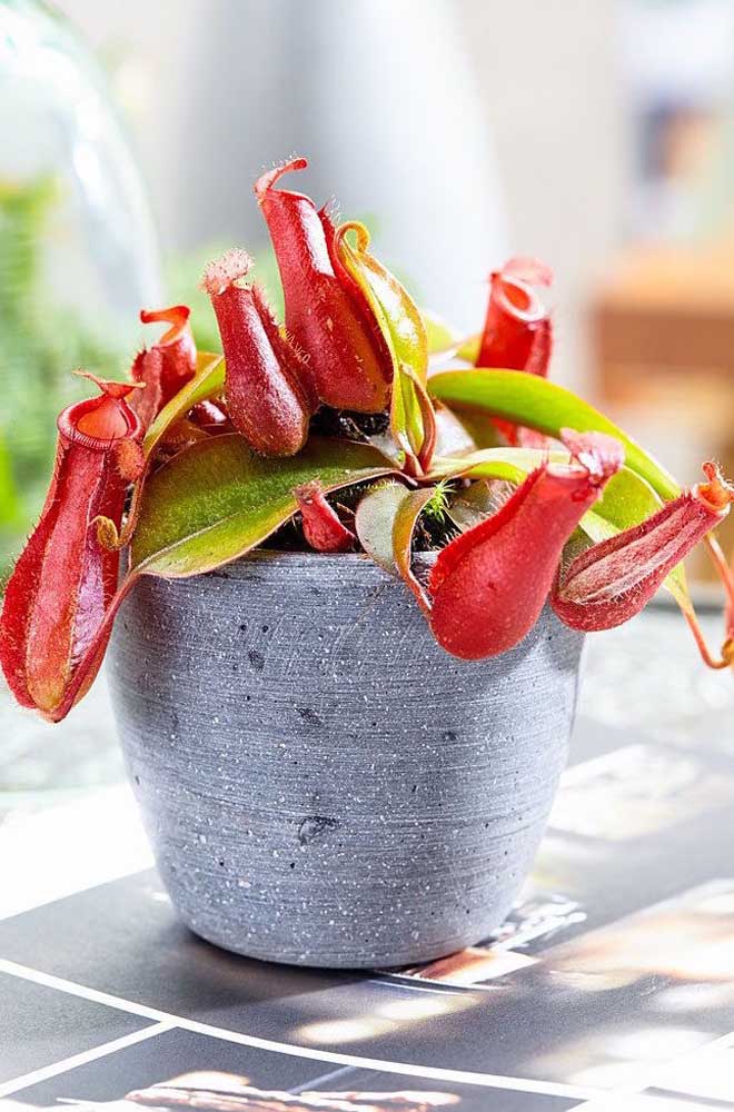 Plante carnivore Nepenthes cultivée en pot