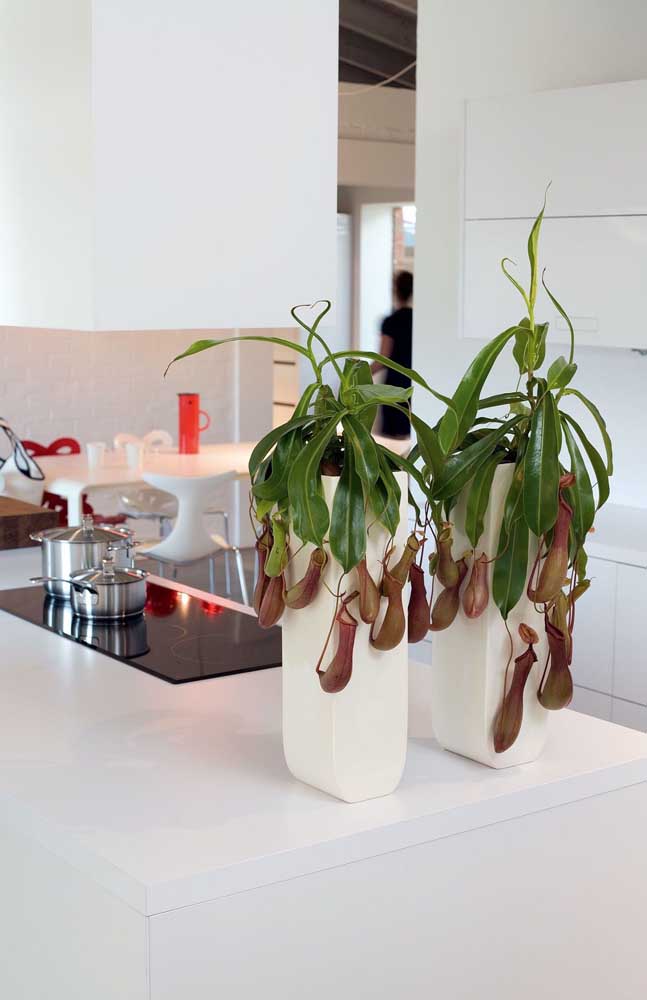 Ici, dans cette cuisine, le duo le plus développé de Nepenthes décore avec beaucoup d'excentricité