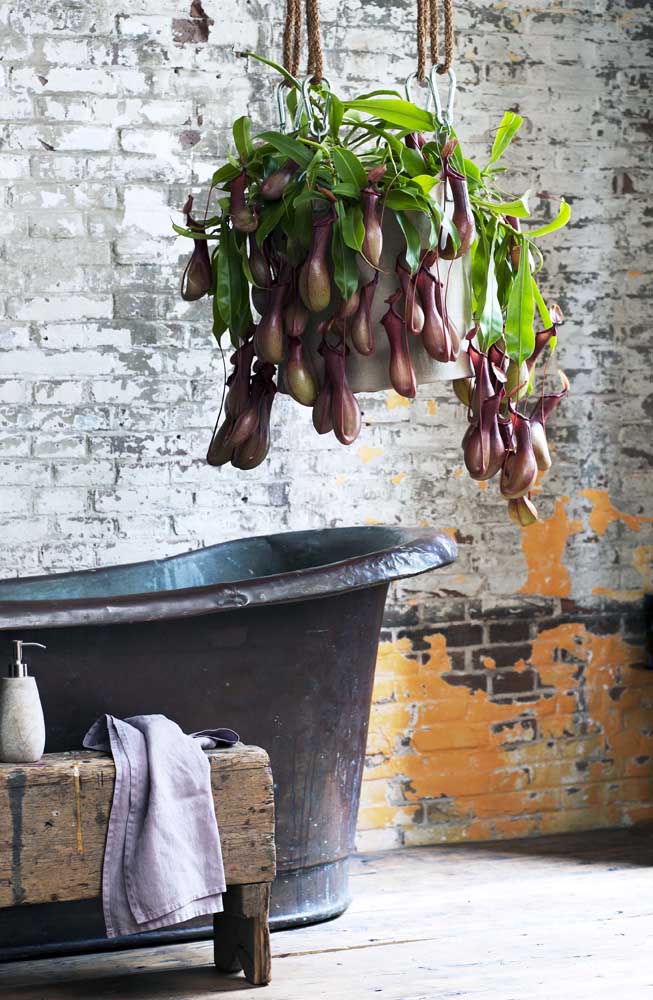 Quelle inspiration la plus originale et pittoresque! Nepenthes suspendu sous la baignoire