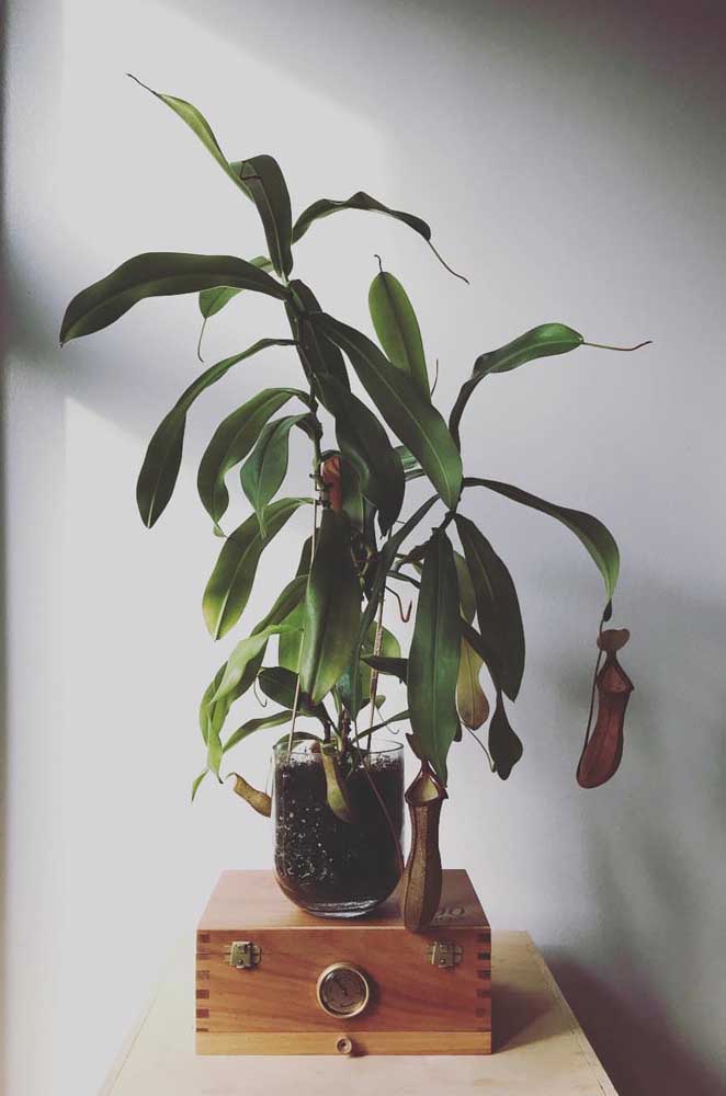 Plus le pot Nepenthes est gros, plus il est capable de capturer d'insectes