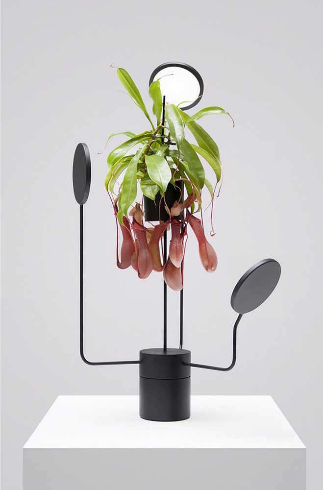 Un arrangement moderne pour abriter la plante carnivore exotique Nepenthes