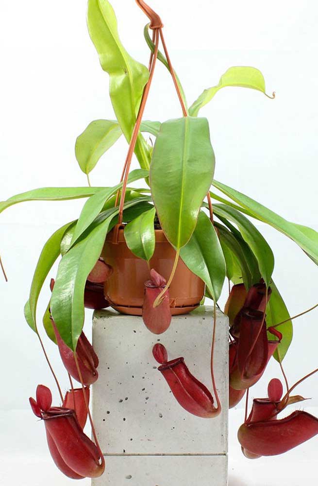 Les vases rouges Nepenthes sont une grande attraction pour les insectes