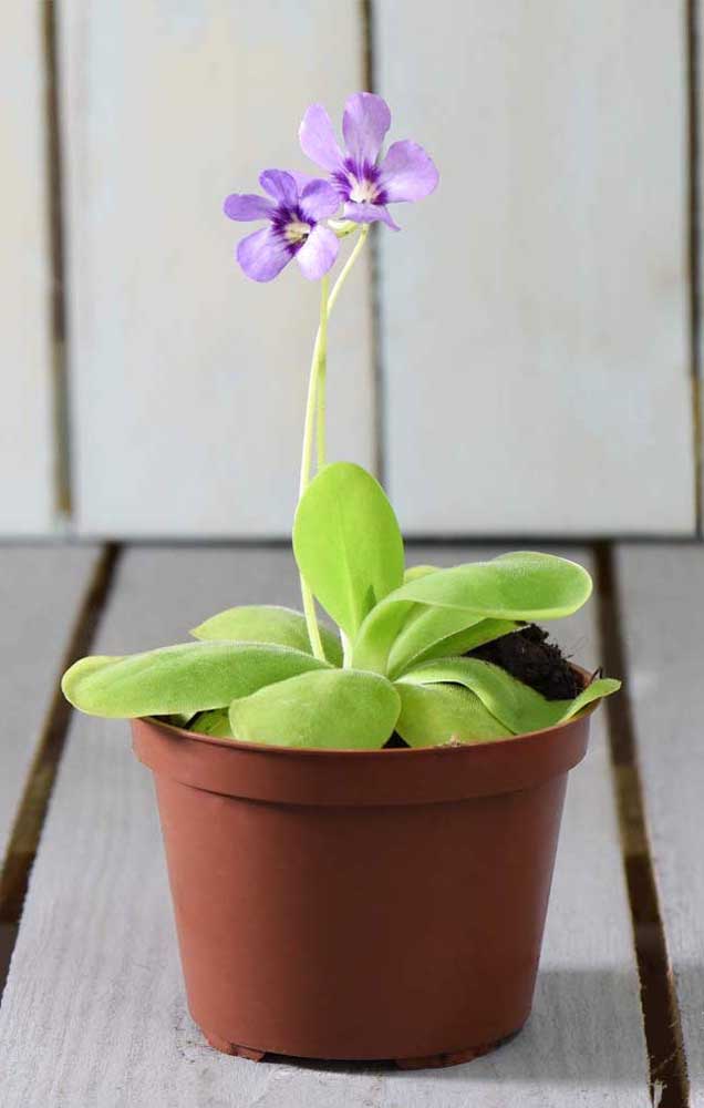 La Pinguicula et sa fleur lilas