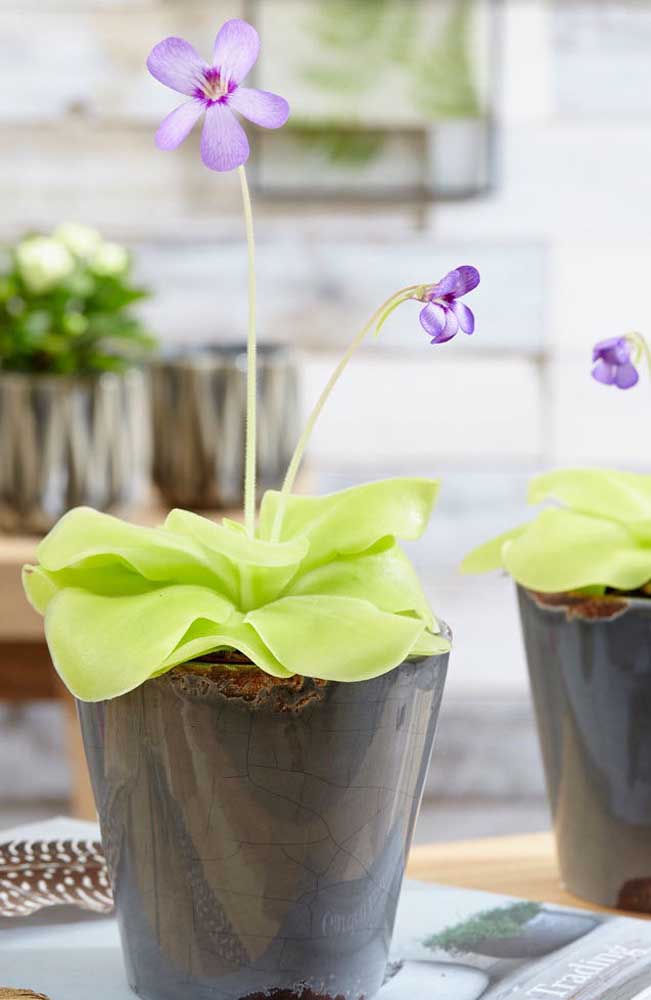 La Pinguicula est un type de plante carnivore très différente de celles que l'on y trouve couramment, comme la Droseria et la Dioneia