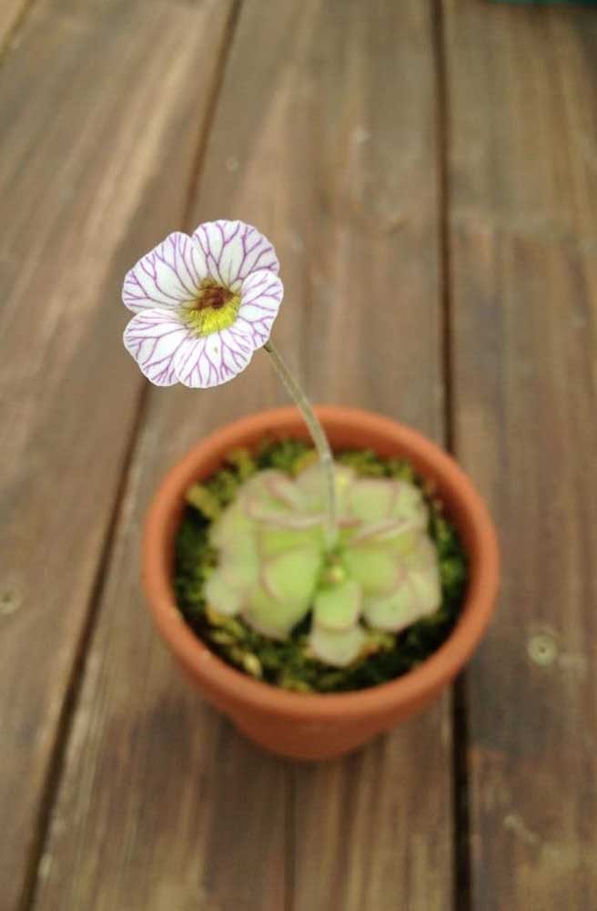 La fleur de Pinguicula finit par devenir une autre grande attraction pour les insectes