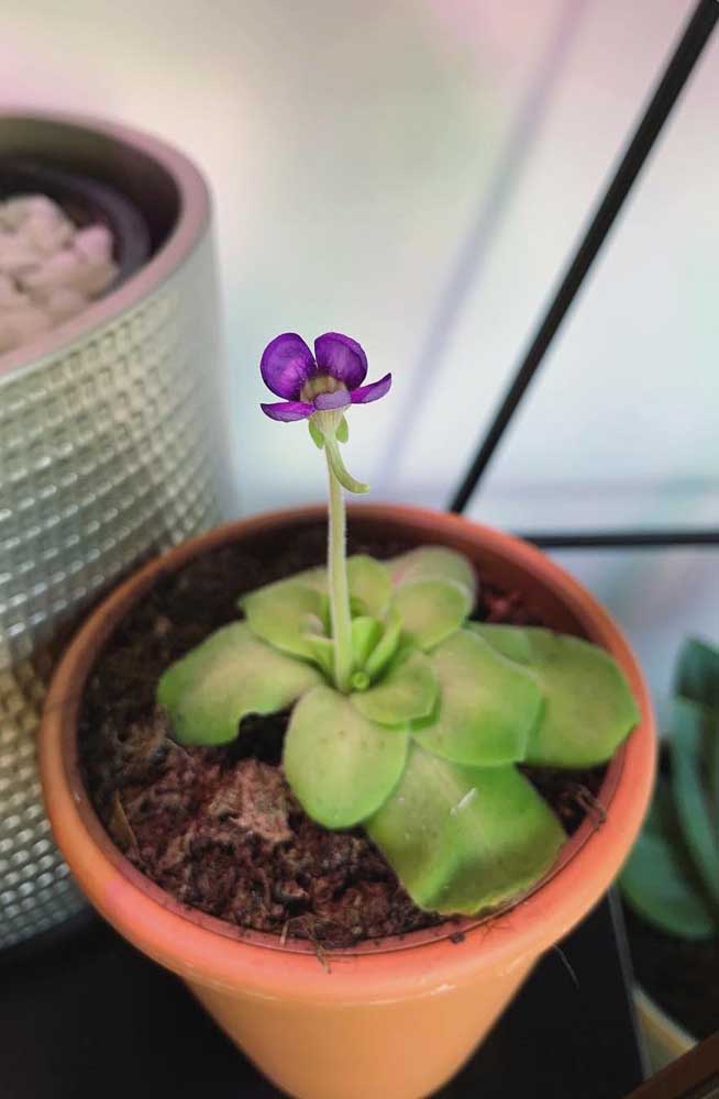 Cependant, les soins de culture avec Pinguicula doivent être les mêmes que pour toute autre plante carnivore 