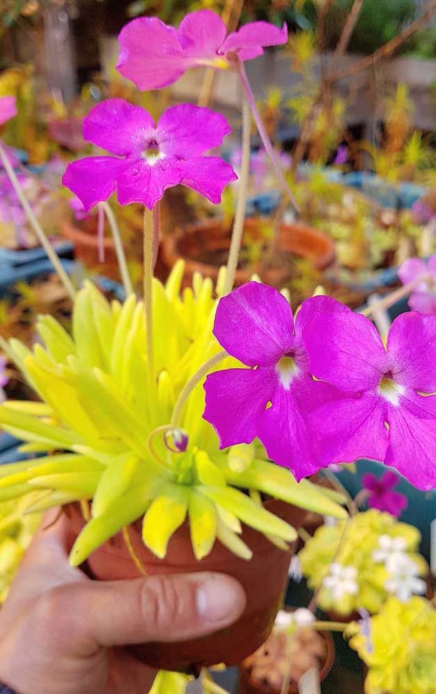 Pinguicula en pleine floraison; un beau spectacle!