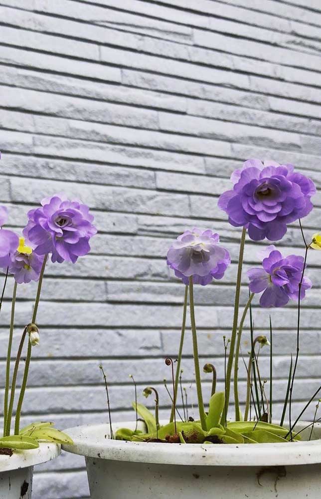 Belle composition de Pinguiculas en pots; ça ne ressemble même pas à une plante carnivore 