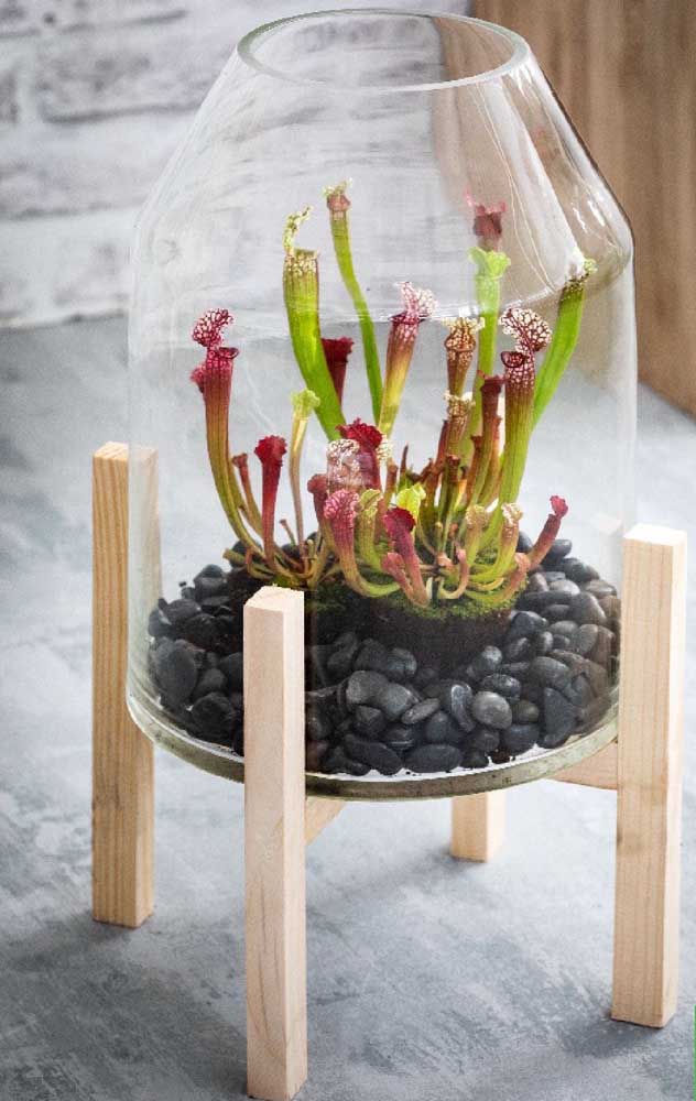 Belle façon de faire pousser des Sarracenias: dans le terrarium