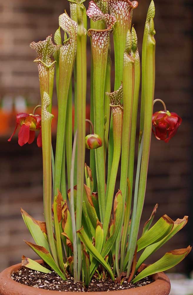 Sarracenia avec fleur: le parfum change tout au long de la journée