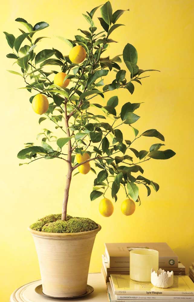 Citron sicilien en pot: parfum de la maison avec les espèces