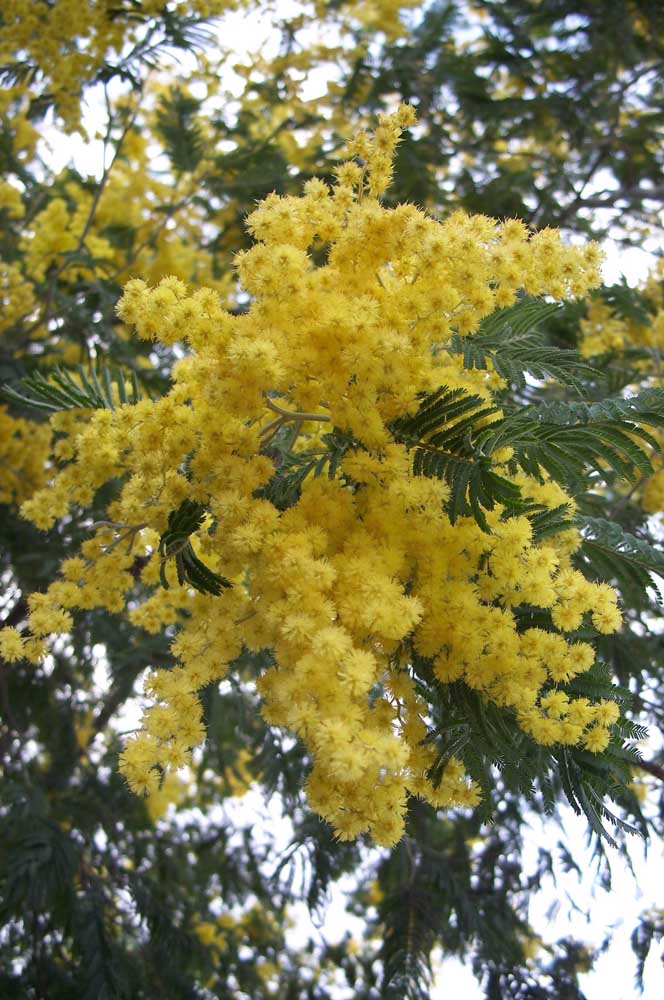 "Bouquet" naturel d'acacias jaunes embellissant l'arbre lui-même